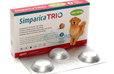 Căpușele la animalele de companie: riscuri, prevenție și soluții moderne pe piața din Republica Moldova